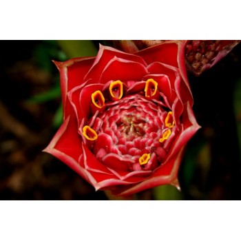 Eltlingera pyramidalis Tulip Torch - MC - 307